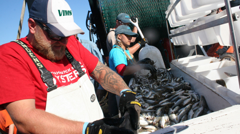Sorting the catch